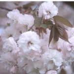 fiori di Prunus serrulata 'Shiro-Fugen'