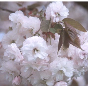 fiori di Prunus serrulata 'Shiro-Fugen'