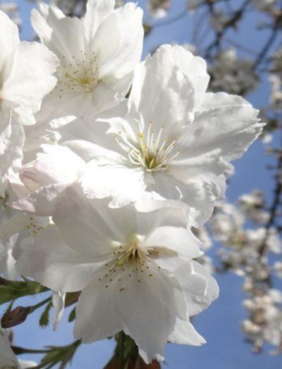 fiori di Prunus serrulata 'Taihaku'