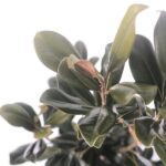foglie di Magnolia grandiflora 'Goliath'