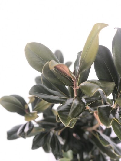 foglie di Magnolia grandiflora 'Goliath'