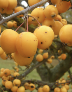 frutti di Malus 'Golden Hornet'