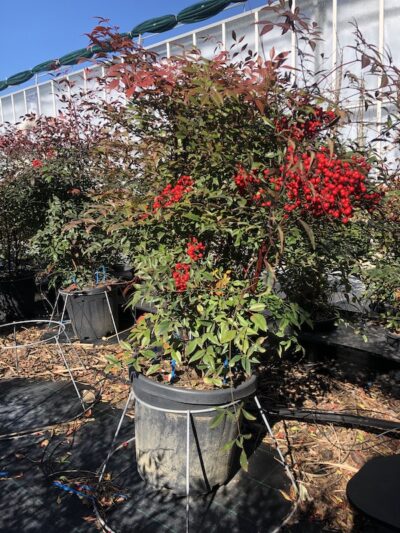 Nandina domestica