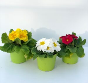 piante di Primula acaulis