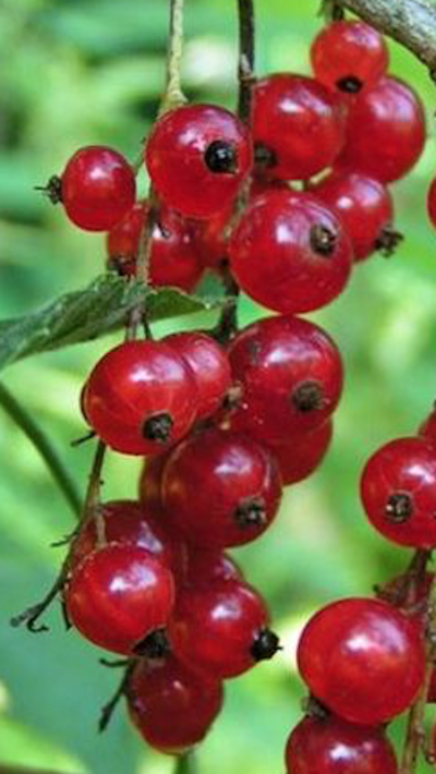 RIBES ROSSO - immagine 3