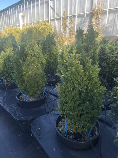 Buxus pumila nana CL9 Vivai Frappetta