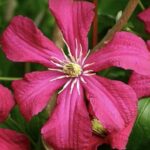 Clematis 'Madame Julia Correvon'