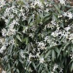 Clematis armandii