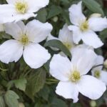 Clematis montana 'Grandiflora'