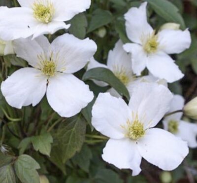 Clematis montana 'Grandiflora'
