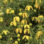 Clematis tangutica