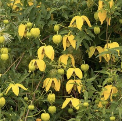 Clematis tangutica