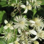 Clematis vitalba