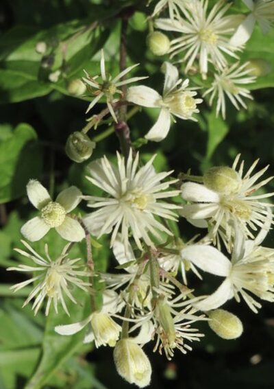 Clematis vitalba
