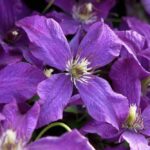 Clematis viticella 'Polish Spirit'