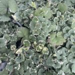Glechoma hederacea 'Variegata'
