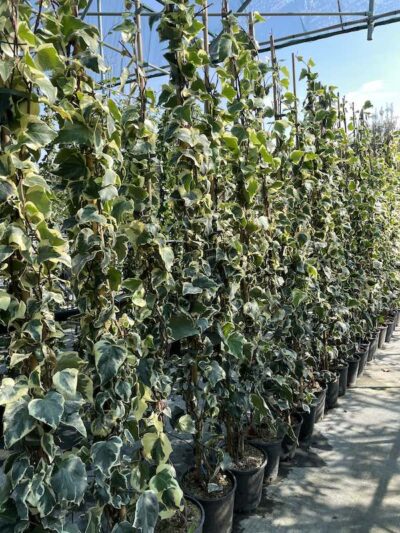 Hedera canariensis ‘Gloire de Marengo’ CL3 Vivai Frappetta