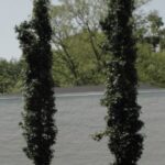 Liquidambar styraciflua 'Slender Silhouette'