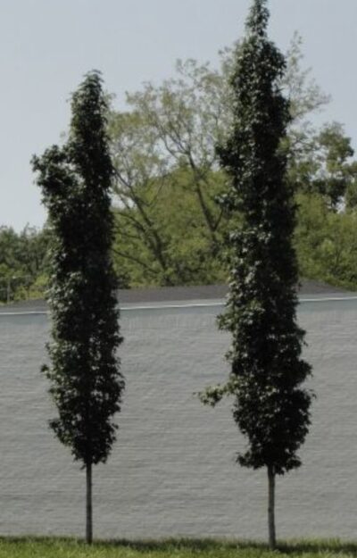 Liquidambar styraciflua 'Slender Silhouette'