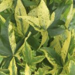 Liquidambar styraciflua 'Variegata'