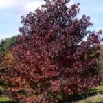 Liquidambar styraciflua ‘Andrew Henson'