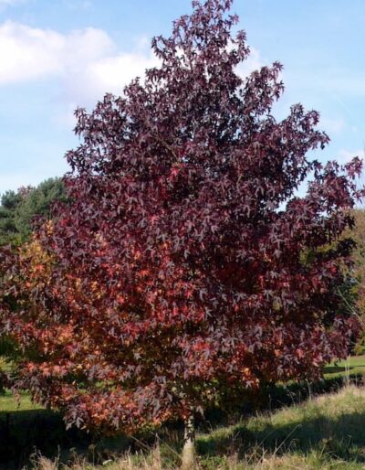 Liquidambar styraciflua ‘Andrew Henson'