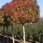 Liquidambar styraciflua ‘Gum Ball'