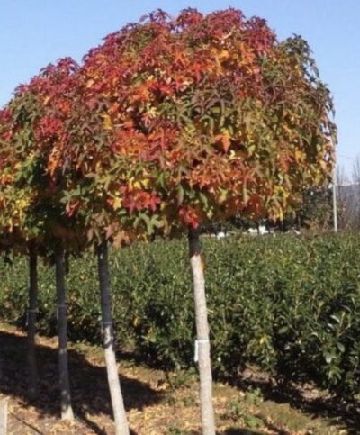 Liquidambar styraciflua ‘Gum Ball'