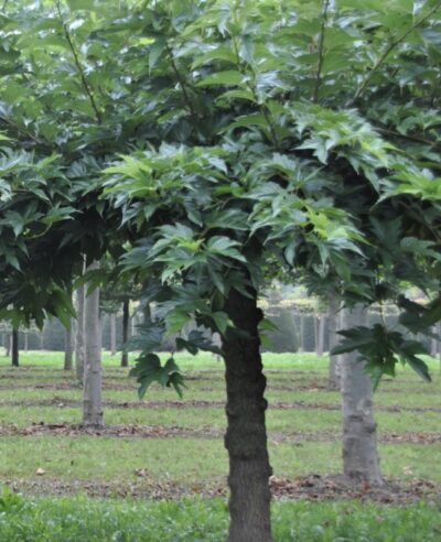 Morus alba 'Fruitless'