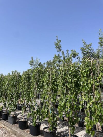 Morus alba 'Pendula' GELSO PIANGENTE