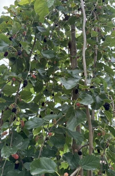 Morus alba 'Pendula' GELSO PIANGENTE Dettaglio