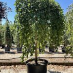 Morus alba 'Pendula' - Vivai Frappetta