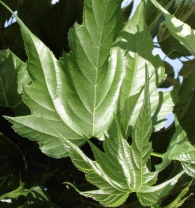 Morus alba 'Platanifolia'