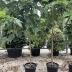 Morus platanifolia GELSO DA OMBRA - Vivai Frappetta