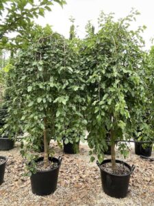 Morus alba ‘Pendula’ GELSO BIANCO - Vivai Frappetta