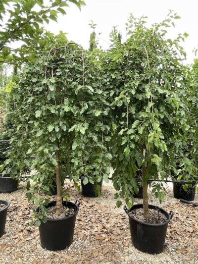 Morus alba ‘Pendula’ GELSO BIANCO - Vivai Frappetta