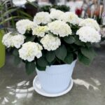 ORTENSIA COMUNE Hydrangea macrophylla