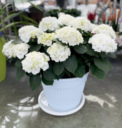 ORTENSIA COMUNE Hydrangea macrophylla