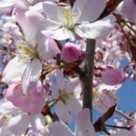 Prunus 'Pandora'