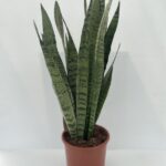 Sansevieria zeylanica