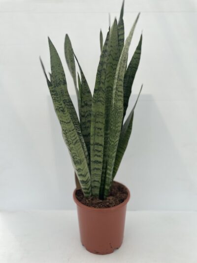 Sansevieria zeylanica
