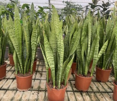 Sansevieria zeylanica Bancale