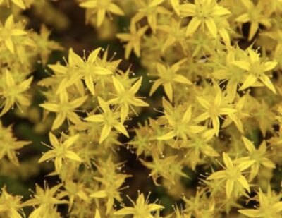 Sedum acre