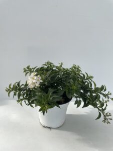 Solanum jasminoides Vaso 14
