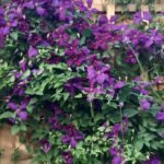 clematis viticella