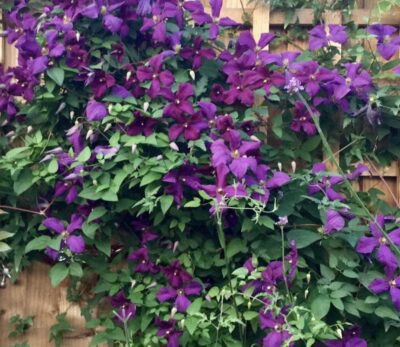 clematis viticella