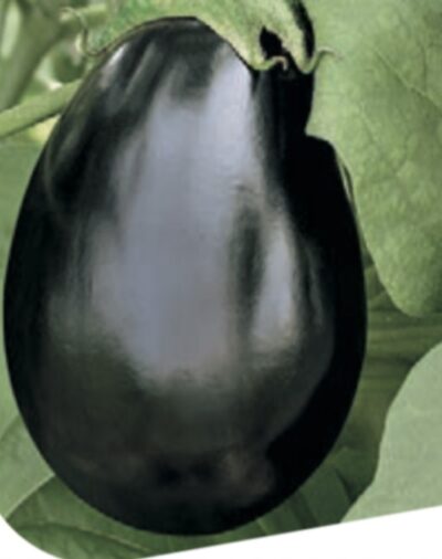 melanzane