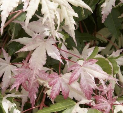 Acer palmatum 'Asahi Zuru'