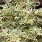 Acer palmatum 'Butterfly'