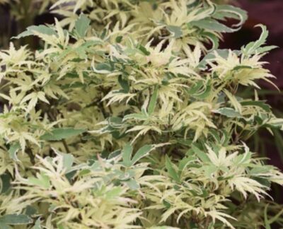 Acer palmatum 'Butterfly'